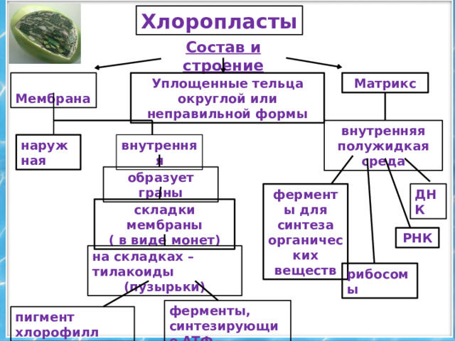 Хлоропласты Состав и строение Уплощенные тельца округлой или неправильной формы  Мембрана Матрикс внутренняя полужидкая среда наружная внутренняя образует граны ферменты для синтеза органических веществ ДНК складки мембраны ( в виде монет) РНК на складках – тилакоиды (пузырьки) рибосомы ферменты, синтезирующие АТФ пигмент хлорофилл 
