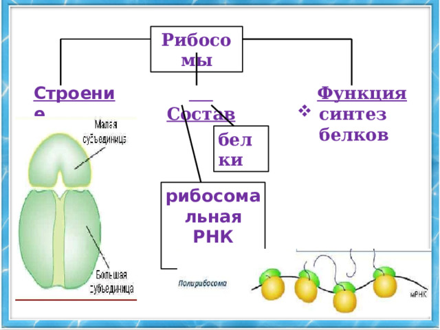 Рибосомы Функция  Состав Строение синтез белков   белки рибосомальная РНК (рРНК) 