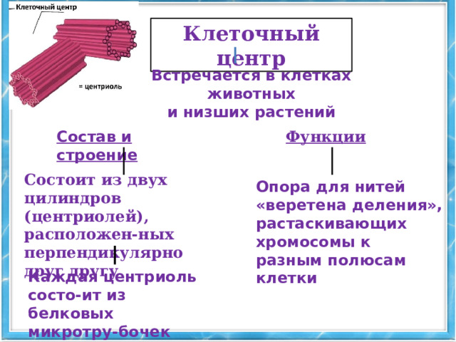 Клеточный центр l Встречается в клетках животных и низших растений Состав и строение Функции Состоит из двух цилиндров (центриолей), расположен-ных перпендикулярно друг другу Опора для нитей «веретена деления», растаскивающих хромосомы к разным полюсам клетки Каждая центриоль состо-ит из белковых микротру-бочек 