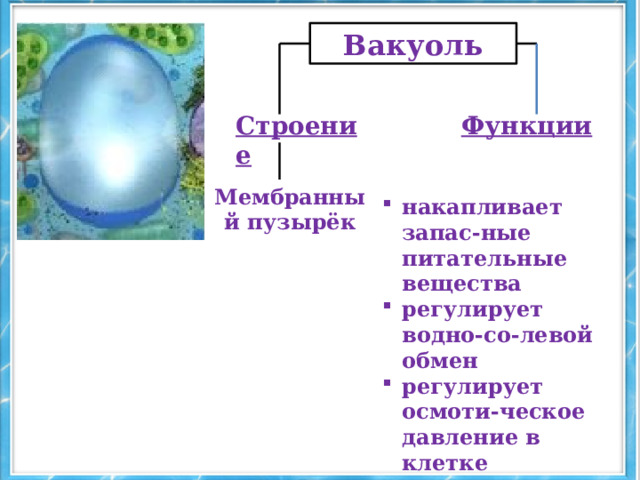 Вакуоль l Строение Функции Мембранный пузырёк накапливает запас-ные питательные вещества регулирует водно-со-левой обмен регулирует осмоти-ческое давление в клетке 