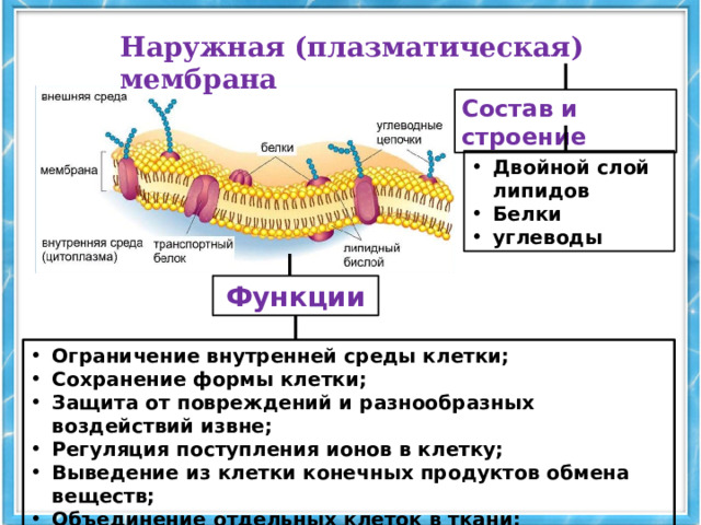 Наружная (плазматическая) мембрана Состав и строение Двойной слой липидов Белки углеводы Функции Ограничение внутренней среды клетки; Сохранение формы клетки; Защита от повреждений и разнообразных воздействий извне; Регуляция поступления ионов в клетку; Выведение из клетки конечных продуктов обмена веществ; Объединение отдельных клеток в ткани; Обеспечение эндоцитоза ( фагоцитоза и пиноцитоза) и экзоцитоза.  