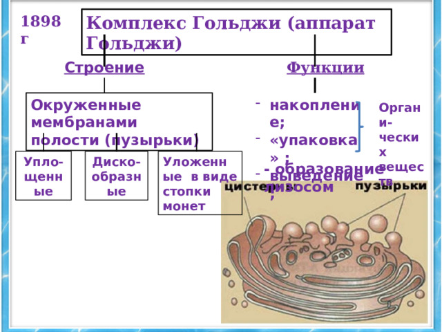 Комплекс Гольджи (аппарат Гольджи) 1898 г Функции Строение накопление; «упаковка» ; выведение; Окруженные мембранами полости (пузырьки)  Органи-ческих веществ Упло-щенные Диско-образные Уложенные в виде стопки монет - образование лизосом 