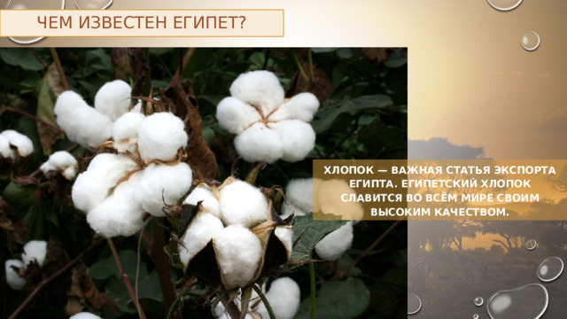 Чем известен Египет? Хлопок — важная статья экспорта Египта. Египетский хлопок славится во всём мире своим высоким качеством. 