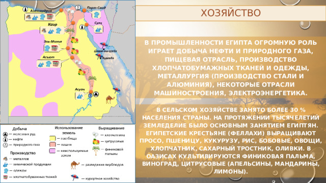 Хозяйство В промышленности Египта огромную роль играет добыча нефти и природного газа, пищевая отрасль, производство хлопчатобумажных тканей и одежды, металлургия (производство стали и алюминия), некоторые отрасли машиностроения, электроэнергетика. В сельском хозяйстве занято более 30 % населения страны. На протяжении тысячелетий земледелие было основным занятием египтян. Египетские крестьяне (феллахи) выращивают просо, пшеницу, кукурузу, рис, бобовые, овощи, хлопчатник, сахарный тростник, оливки. В оазисах культивируются финиковая пальма, виноград, цитрусовые (апельсины, мандарины, лимоны). 