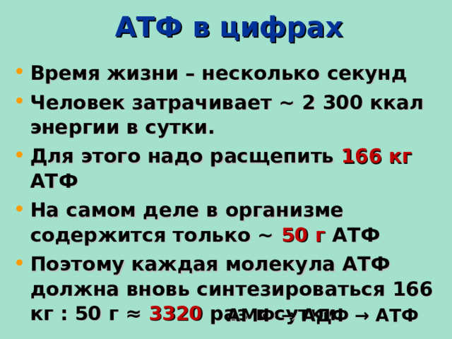  АТФ в цифрах Время жизни – несколько секунд Человек затрачивает ~ 2 300 ккал энергии в сутки. Для этого надо расщепить 166 кг АТФ На самом деле в организме содержится только ~ 50 г АТФ Поэтому каждая молекула АТФ должна вновь синтезироваться 166 кг : 50 г ≈  3320 раз в сутки. АМФ → АДФ → АТФ 7 