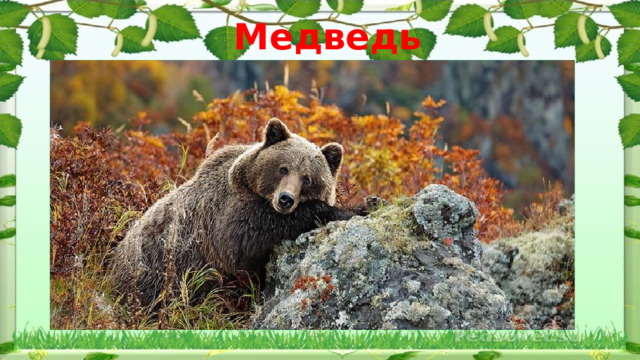 Медведь 