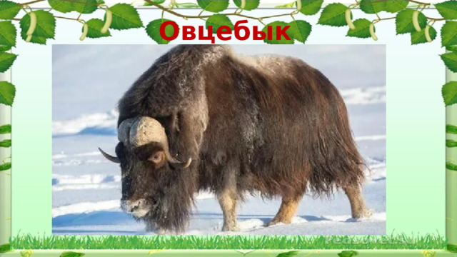 Овцебык  