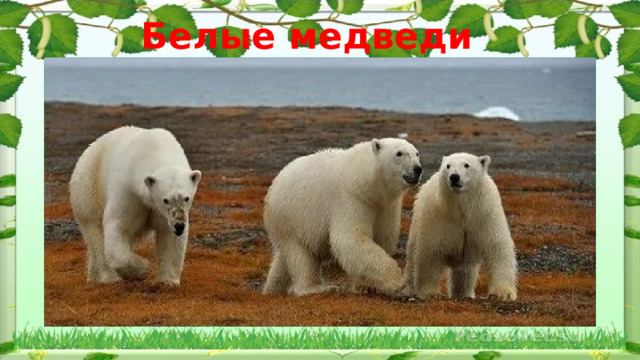 Белые медведи 