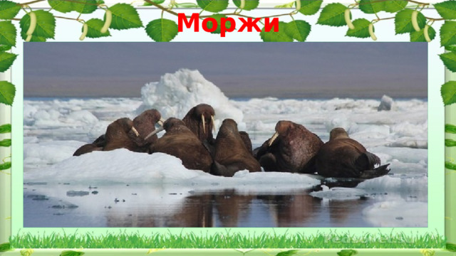 Моржи 