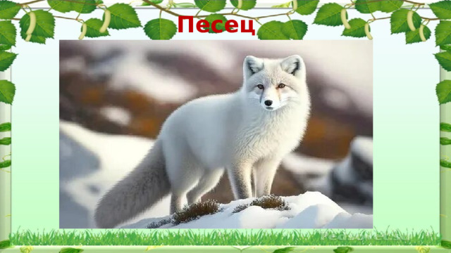 Песец 