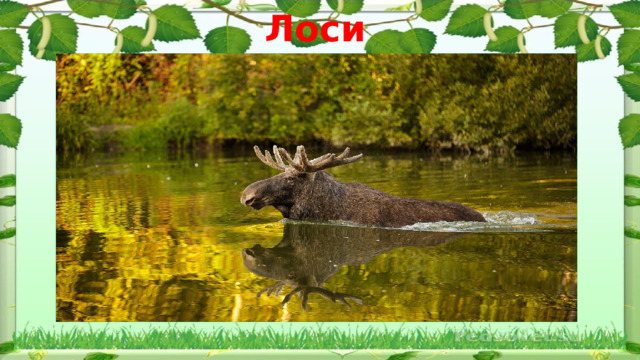 Лоси 