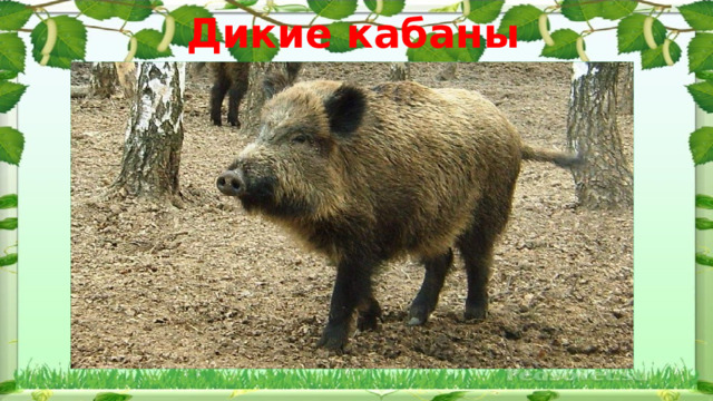 Дикие кабаны 