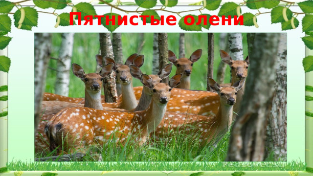 Пятнистые олени 