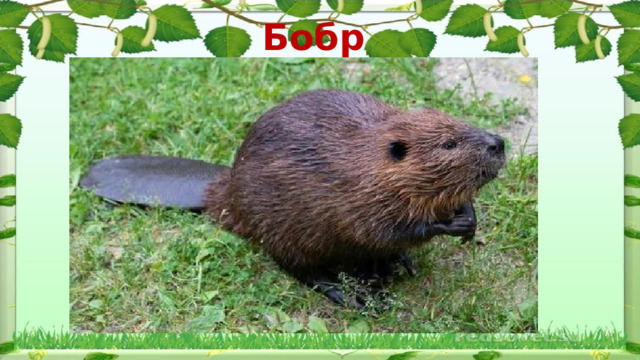 Бобр 