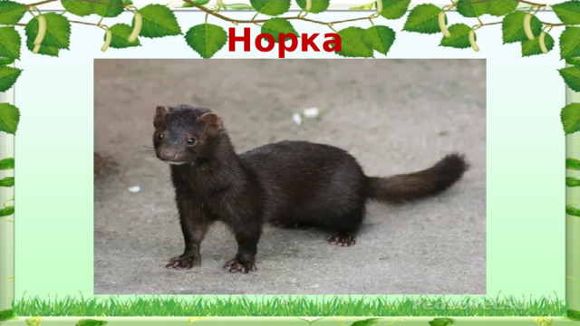 Норка  
