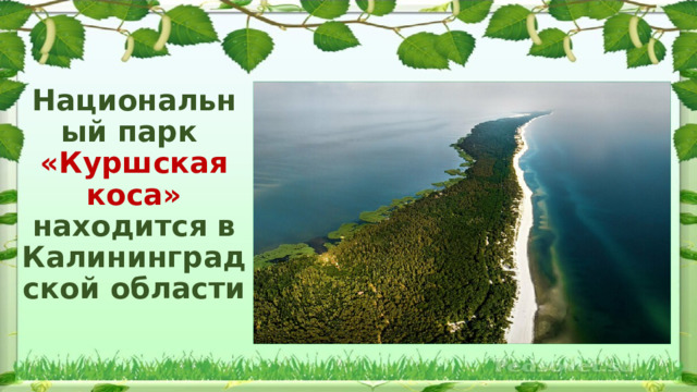 Национальный парк  «Куршская коса» находится в Калининградской области 