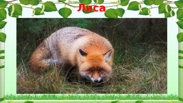 Лиса 