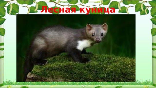 Лесная куница 