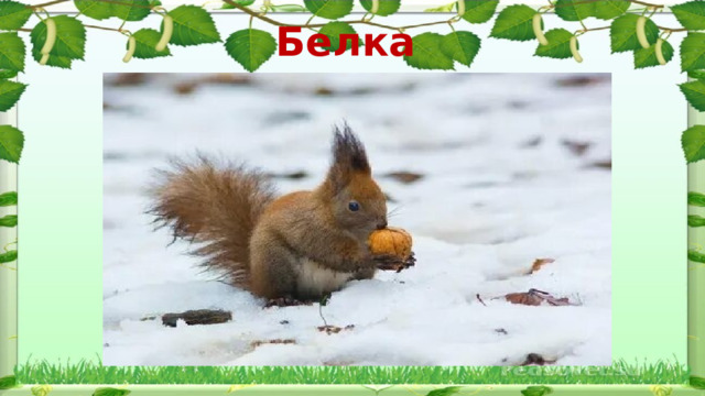 Белка 