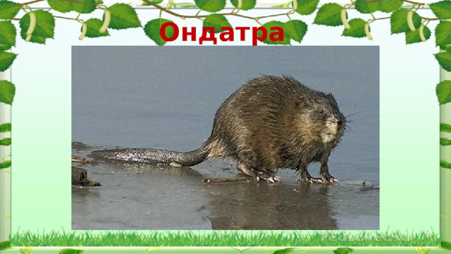 Ондатра  