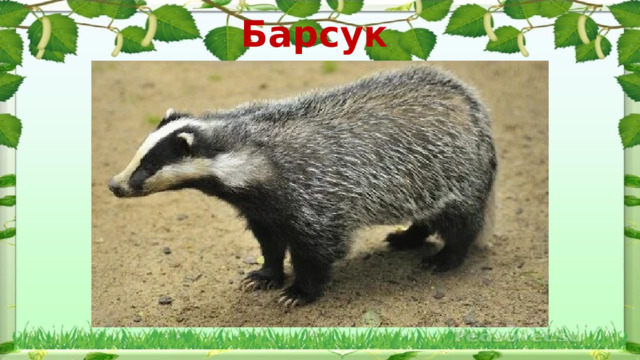 Барсук  