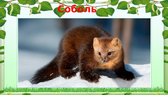 Соболь 