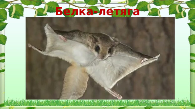 Белка-летяга 
