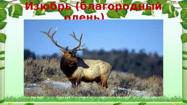 Изюбрь (благородный олень) 