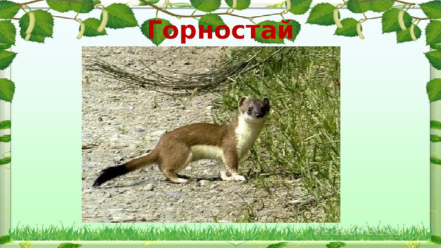 Горностай 