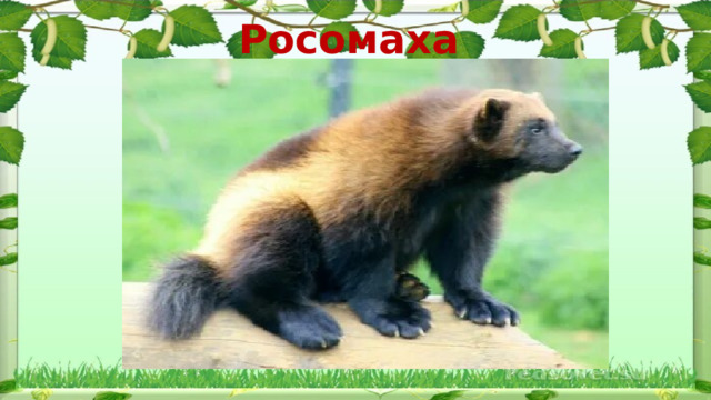 Росомаха  