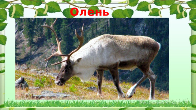 Олень 