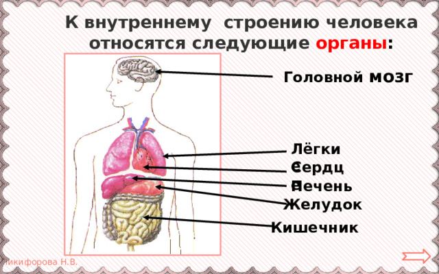 К внутреннему строению человека относятся следующие  органы : Головной мозг Лёгкие Сердце Печень Желудок Кишечник 