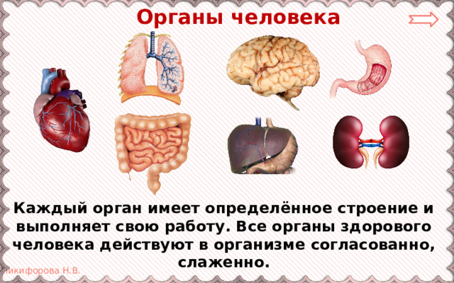  Органы человека Каждый орган имеет определённое строение и выполняет свою работу. Все органы здорового человека действуют в организме согласованно, слаженно. 