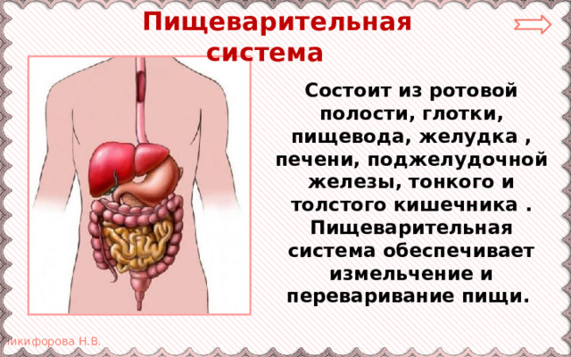  Пищеварительная система Состоит из ротовой полости, глотки, пищевода, желудка , печени, поджелудочной железы, тонкого и толстого кишечника . Пищеварительная система обеспечивает измельчение и переваривание пищи. 