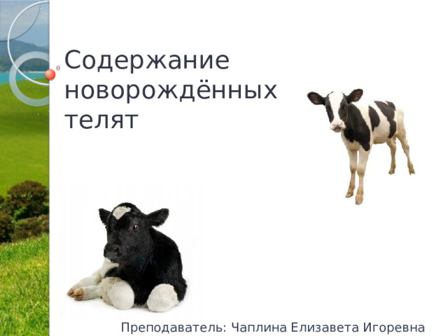 Содержание новорождённых телят Преподаватель: Чаплина Елизавета Игоревна 