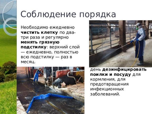 Соблюдение порядка Необходимо ежедневно чистить клетку по два-три раза и регулярно менять грязную подстилку : верхний слой — ежедневно, полностью всю подстилку — раз в месяц. Также нужно каждый день дезинфицировать поилки и посуду для кормления, для предотвращения инфекционных заболеваний. 