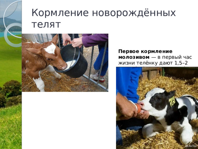 Кормление новорождённых телят       Первое кормление молозивом  — в первый час жизни телёнку дают 1,5–2 литра (5% от массы тела) качественного молозива. Используют чистую сосковую поилку. Если телёнок слаб и не пьёт сам, молозиво выпаивают с помощью зонда.  Начиная со второго-третьего дня жизни молозиво можно начинать заменять молоком  и постепенно вводить в рацион заменитель цельного молока (ЗЦМ).   