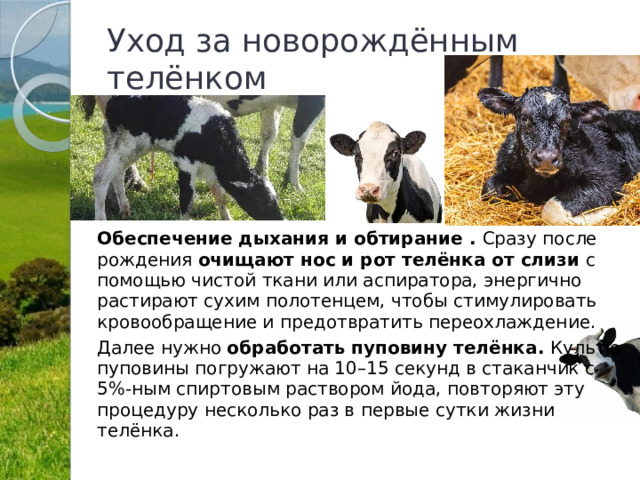 Уход за новорождённым телёнком Обеспечение дыхания и обтирание . Сразу после рождения очищают нос и рот телёнка от слизи с помощью чистой ткани или аспиратора, энергично растирают сухим полотенцем, чтобы стимулировать кровообращение и предотвратить переохлаждение. Далее нужно обработать пуповину телёнка. Культю пуповины погружают на 10–15 секунд в стаканчик с 5%-ным спиртовым раствором йода, повторяют эту процедуру несколько раз в первые сутки жизни телёнка. 
