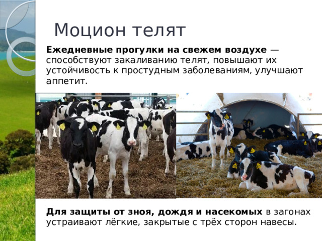 Моцион телят Ежедневные прогулки на свежем воздухе  — способствуют закаливанию телят, повышают их устойчивость к простудным заболеваниям, улучшают аппетит.          Для защиты от зноя, дождя и насекомых  в загонах устраивают лёгкие, закрытые с трёх сторон навесы. 