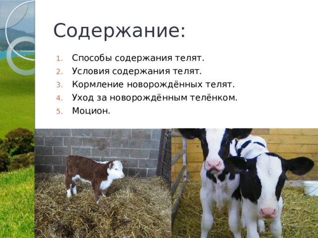 Содержание: Способы содержания телят. Условия содержания телят. Кормление новорождённых телят. Уход за новорождённым телёнком. Моцион. 