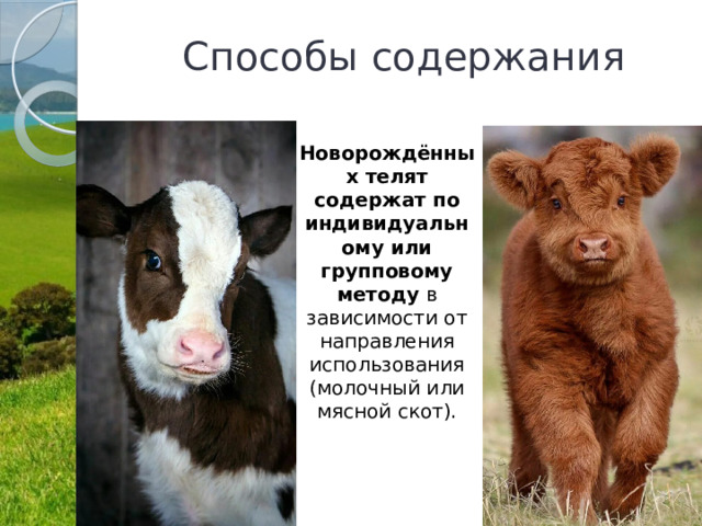  Способы содержания Новорождённых телят содержат по индивидуальному или групповому методу  в зависимости от направления использования (молочный или мясной скот). 