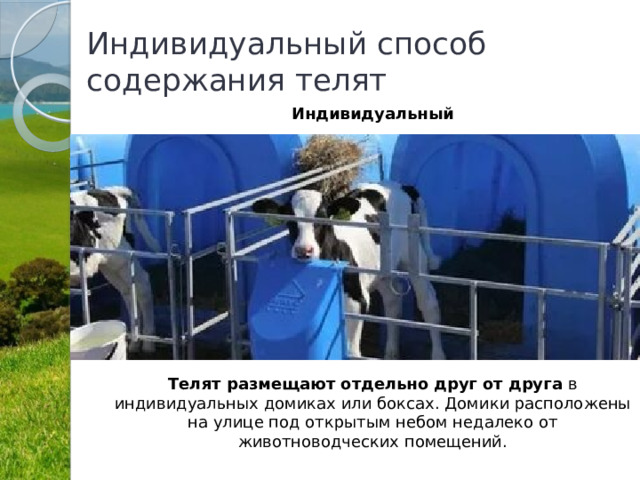 Индивидуальный способ содержания телят Индивидуальный           Телят размещают отдельно друг от друга в индивидуальных домиках или боксах. Домики расположены на улице под открытым небом недалеко от животноводческих помещений. 