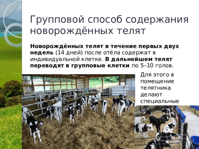 Групповой способ содержания новорождённых телят Новорождённых телят в течение первых двух недель  (14 дней) после отёла содержат в индивидуальной клетке.  В дальнейшем телят переводят в групповые клетки  по 5–10 голов. Для этого в помещение телятника делают специальные секции. 