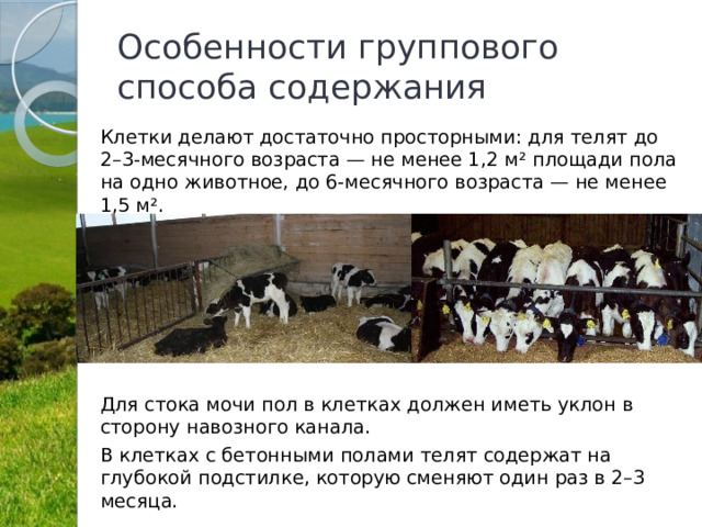 Особенности группового способа содержания Клетки делают достаточно просторными: для телят до 2–3-месячного возраста — не менее 1,2 м² площади пола на одно животное, до 6-месячного возраста — не менее 1,5 м². Для стока мочи пол в клетках должен иметь уклон в сторону навозного канала. В клетках с бетонными полами телят содержат на глубокой подстилке, которую сменяют один раз в 2–3 месяца. 