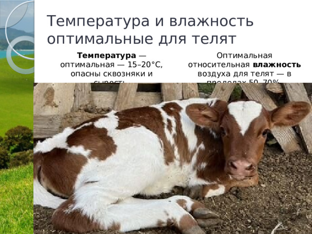 Температура и влажность оптимальные для телят Температура  — оптимальная — 15–20°С, опасны сквозняки и сырость. Оптимальная относительная влажность воздуха для телят — в пределах 50–70%. 