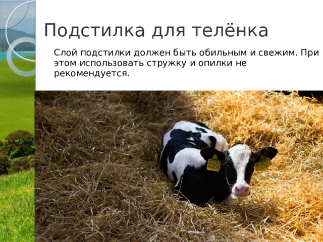 Подстилка для телёнка Слой подстилки должен быть обильным и свежим. При этом использовать стружку и опилки не рекомендуется. 