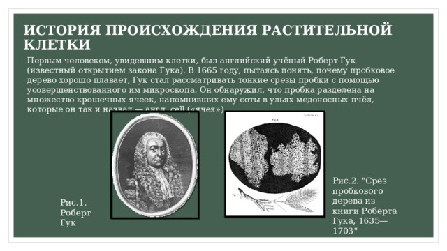 ИСТОРИЯ ПРОИСХОЖДЕНИЯ РАСТИТЕЛЬНОЙ КЛЕТКИ Первым человеком, увидевшим клетки, был английский учёный Роберт Гук (известный открытием закона Гука). В 1665 году, пытаясь понять, почему пробковое дерево хорошо плавает, Гук стал рассматривать тонкие срезы пробки с помощью усовершенствованного им микроскопа. Он обнаружил, что пробка разделена на множество крошечных ячеек, напомнивших ему соты в ульях медоносных пчёл, которые он так и назвал — англ. cell («ячея»). Рис.2. 