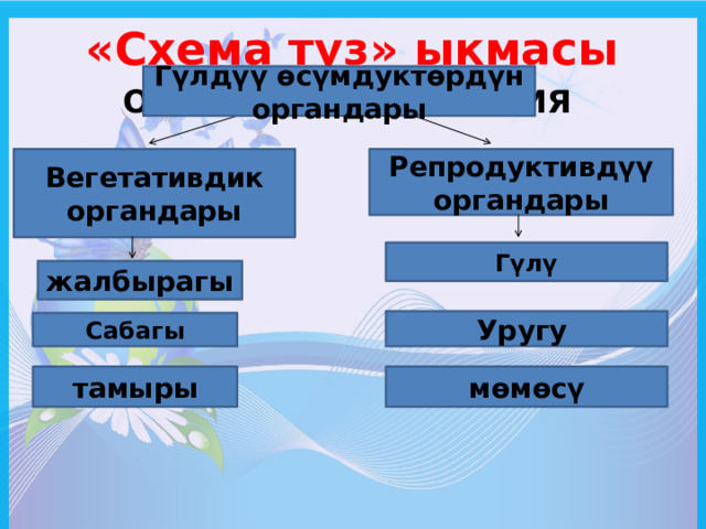 «Схема түз» ыкмасы Гүлдүү өсүмдуктөрдүн органдары Органы пищеварения Вегетативдик органдары Репродуктивдүү органдары Гүлү жалбырагы Уругу Сабагы тамыры мөмөсү 
