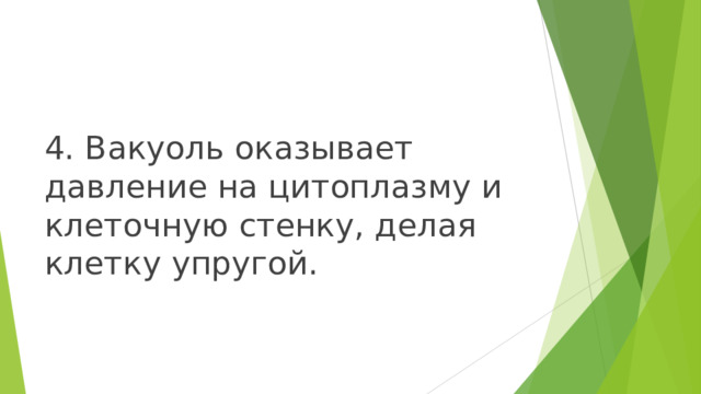 4. Вакуоль оказывает давление на цитоплазму и клеточную стенку, делая клетку упругой. 