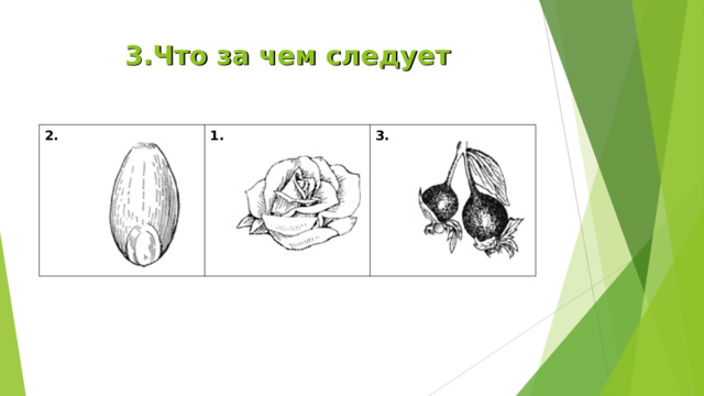 3.Что за чем следует 2. 1. 3. 